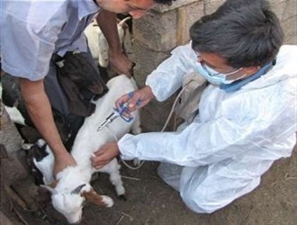 واكسيناسيون سراسری تب برفكي