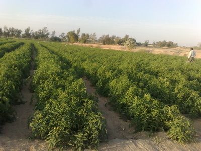 بازديداز سايت اسكان دشت پلنگ