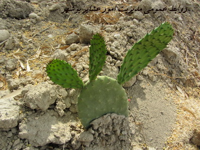 کاکتوس های علوفه ای