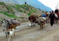 استقبال از کوچ پائیزه عشایر کوچرو دشتستان