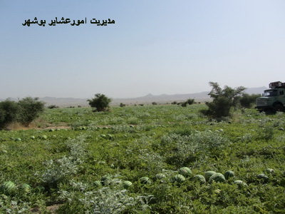 گزارش بازدید از فعالیت کشاورزی عشایر طرح اسکان ایلشهر بوشکان دشتستان