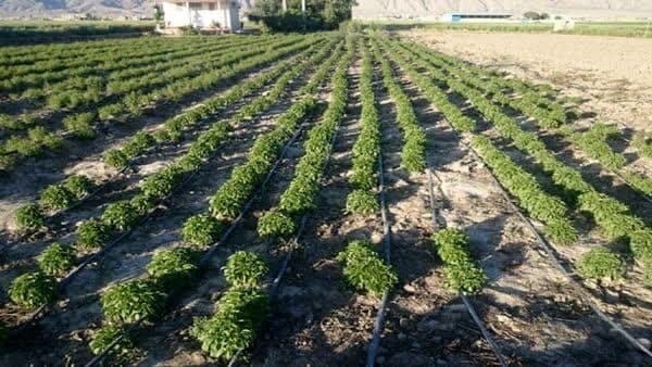 عشایرمتقاضی کشت گیاهان داروئی به اداره امورعشایر شهرستانها مراجعه نمایند